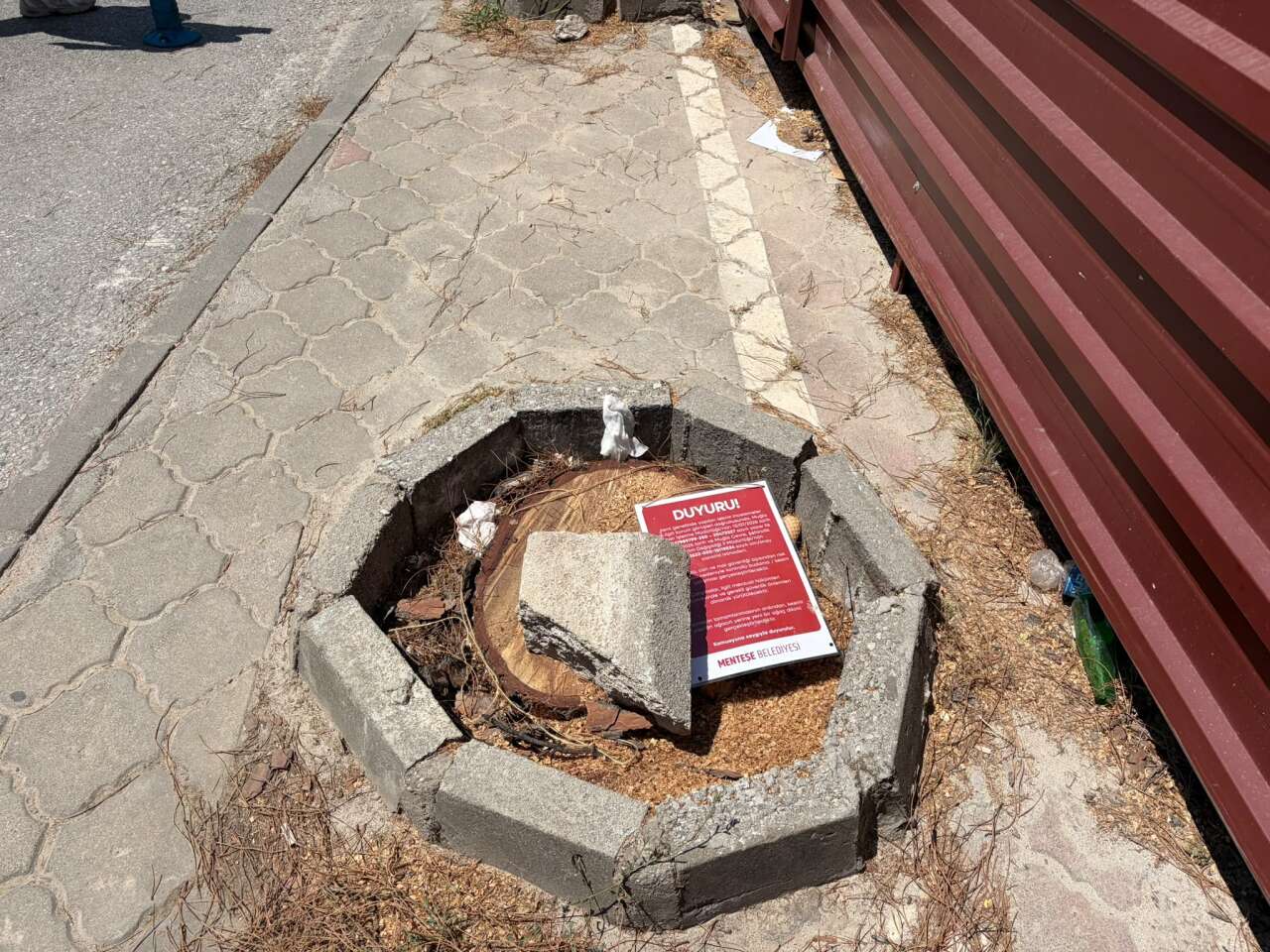 Menteşe’de Riskli Ağaçlarda Budama ve Kesim Çalışması Başlatıldı 2